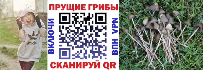 Псилоцибиновые грибы Psilocybe  как найти наркотики  Пойковский 